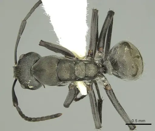 Camponotus buchneri specimen CASENT0906848 image casent0906848_1
