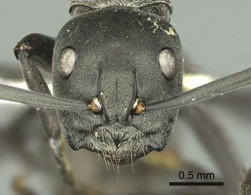 Camponotus buchneri specimen CASENT0906848 image casent0906848_2