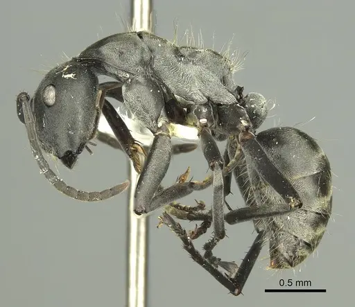 Camponotus buchneri specimen CASENT0906848 image casent0906848_3