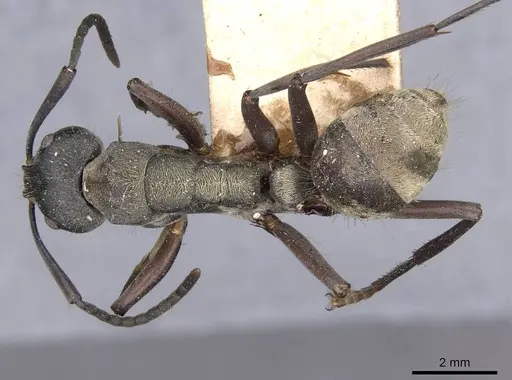 Camponotus buchneri specimen CASENT0909946 image casent0909946_1