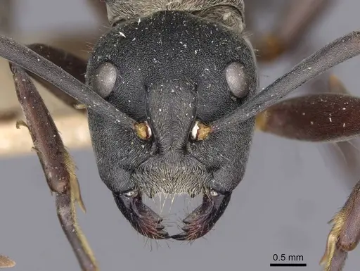 Camponotus buchneri specimen CASENT0909946 image casent0909946_2