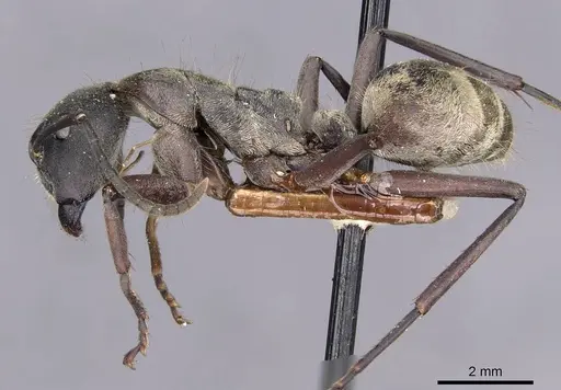 Camponotus buchneri specimen CASENT0909946 image casent0909946_3