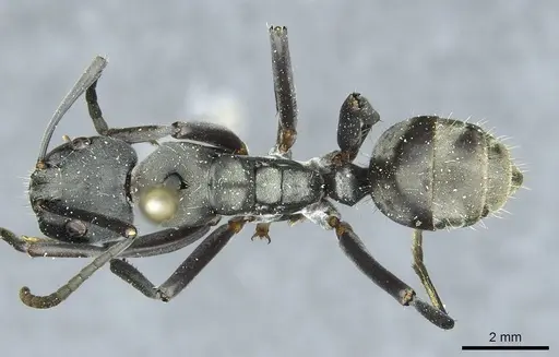 Camponotus buchneri specimen CASENT0912090 image casent0912090_1