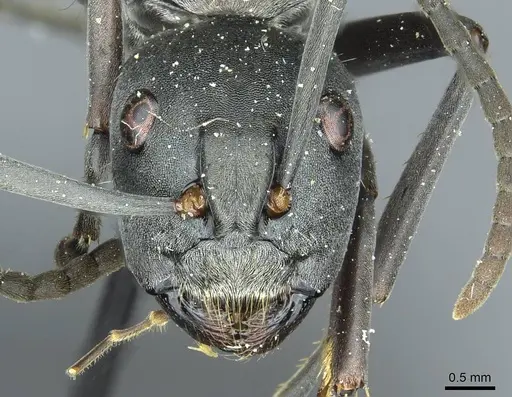 Camponotus buchneri specimen CASENT0912090 image casent0912090_2