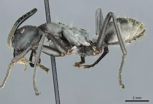 Camponotus buchneri specimen CASENT0912090 image casent0912090_3