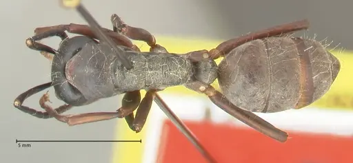 Camponotus buchneri specimen FOCOL2314 image focol2314_1