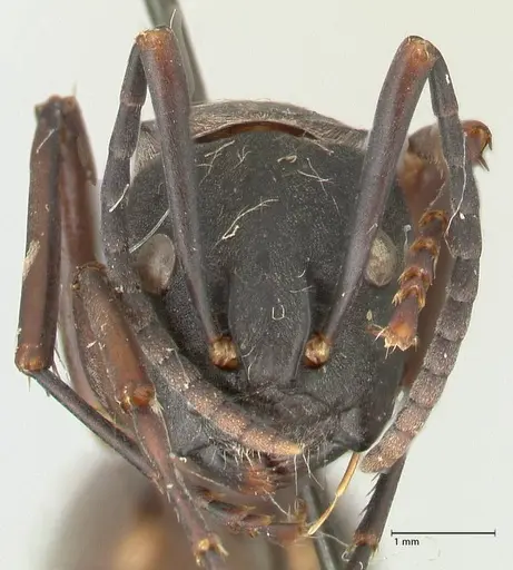 Camponotus buchneri specimen FOCOL2314 image focol2314_2