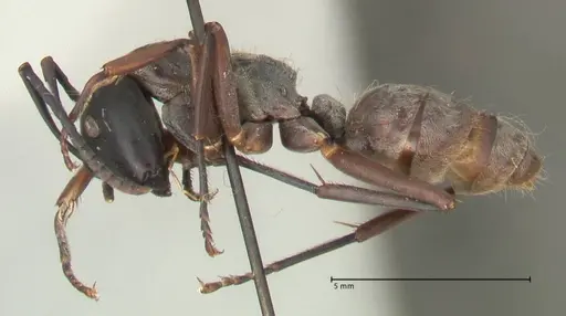 Camponotus buchneri specimen FOCOL2314 image focol2314_3