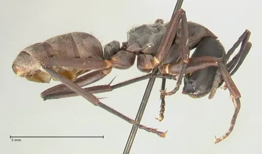 Camponotus buchneri specimen FOCOL2314 image focol2314_4