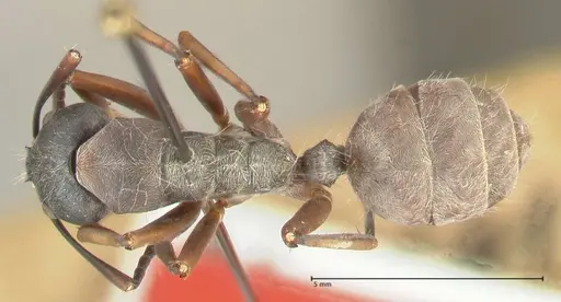 Camponotus buchneri specimen FOCOL2315 image focol2315_1