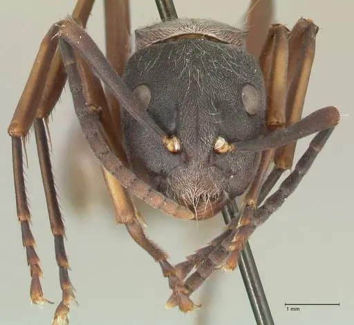 Camponotus buchneri specimen FOCOL2315 image focol2315_2