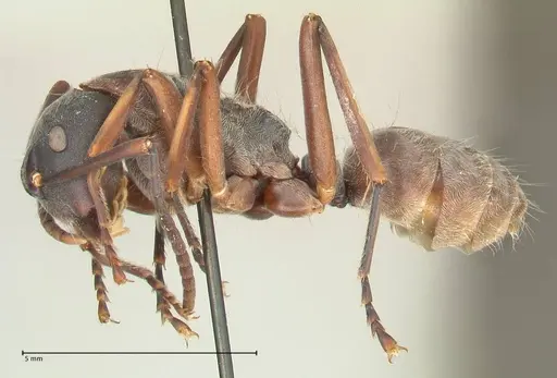 Camponotus buchneri specimen FOCOL2315 image focol2315_3