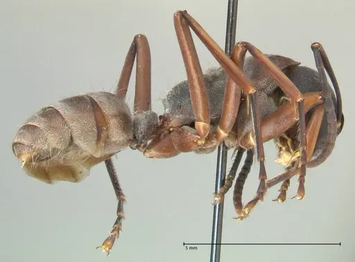 Camponotus buchneri specimen FOCOL2315 image focol2315_4