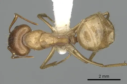 Camponotus buddhae specimen CASENT0249970 image casent0249970_1