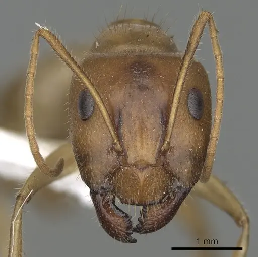 Camponotus buddhae specimen CASENT0249970 image casent0249970_2