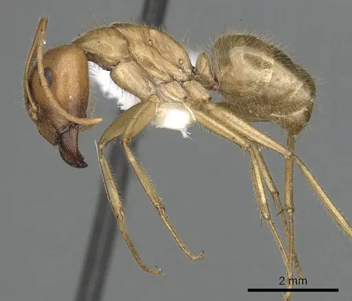 Camponotus buddhae specimen CASENT0249970 image casent0249970_3