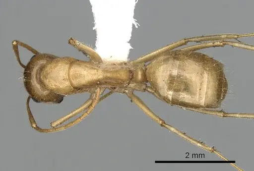 Camponotus buddhae specimen CASENT0249971 image casent0249971_1