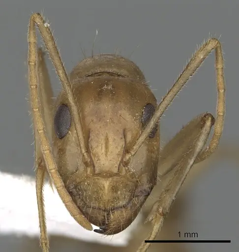 Camponotus buddhae specimen CASENT0249971 image casent0249971_2