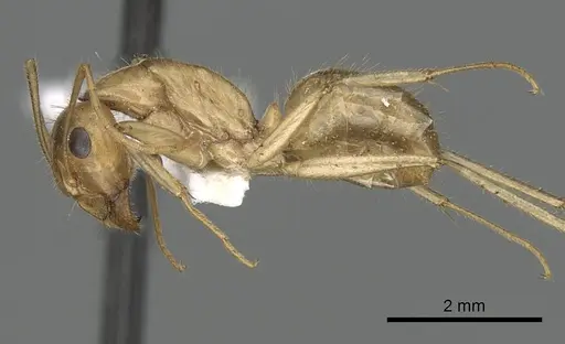 Camponotus buddhae specimen CASENT0249971 image casent0249971_3