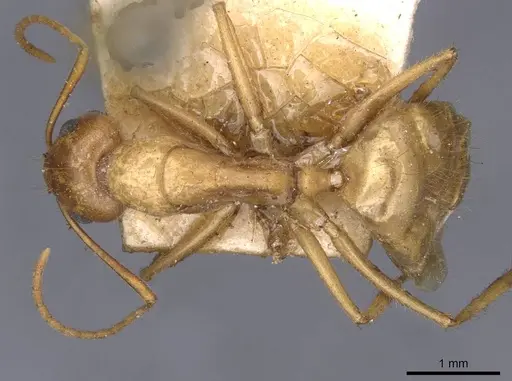 Camponotus buddhae specimen CASENT0910138 image casent0910138_1
