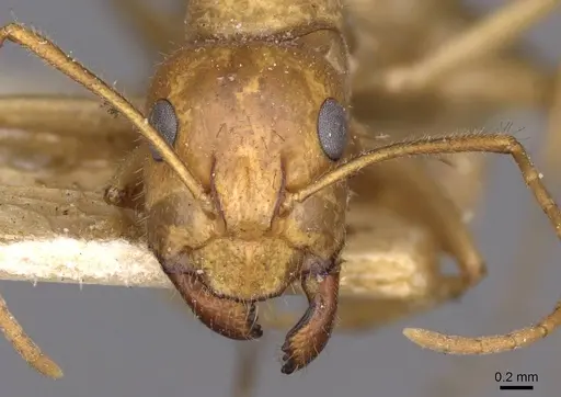 Camponotus buddhae specimen CASENT0910138 image casent0910138_2