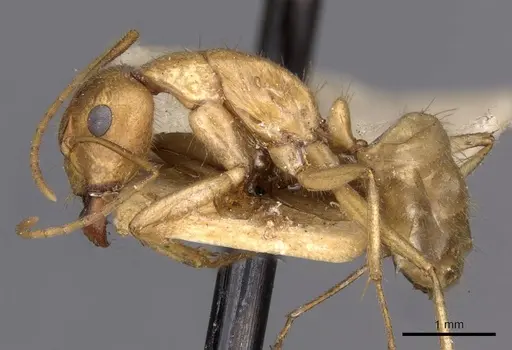 Camponotus buddhae specimen CASENT0910138 image casent0910138_3