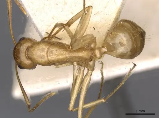 Camponotus buddhae specimen CASENT0910141 image casent0910141_1