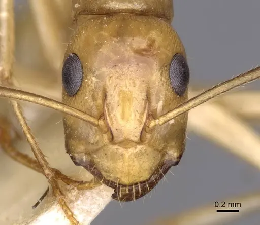 Camponotus buddhae specimen CASENT0910141 image casent0910141_2