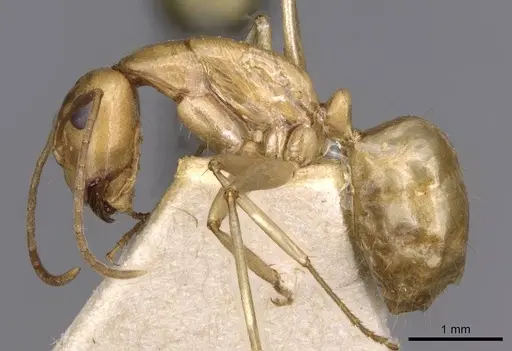 Camponotus buddhae specimen CASENT0910141 image casent0910141_3