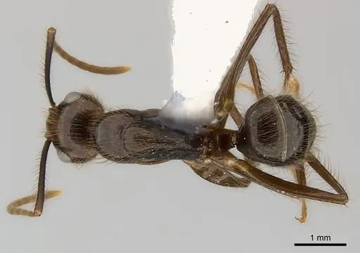 Camponotus bugnioni specimen CASENT0217616 image casent0217616_1