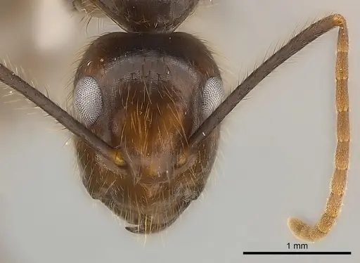 Camponotus bugnioni specimen CASENT0217616 image casent0217616_2