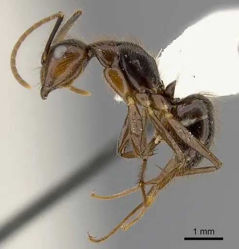 Camponotus bugnioni specimen CASENT0217616 image casent0217616_3