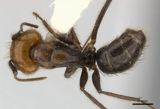 Camponotus bugnioni specimen CASENT0217617 image casent0217617_1