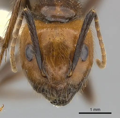 Camponotus bugnioni specimen CASENT0217617 image casent0217617_2