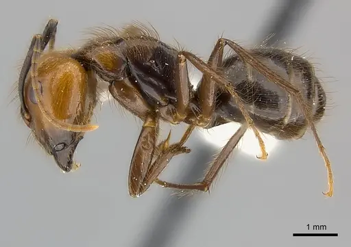 Camponotus bugnioni specimen CASENT0217617 image casent0217617_3