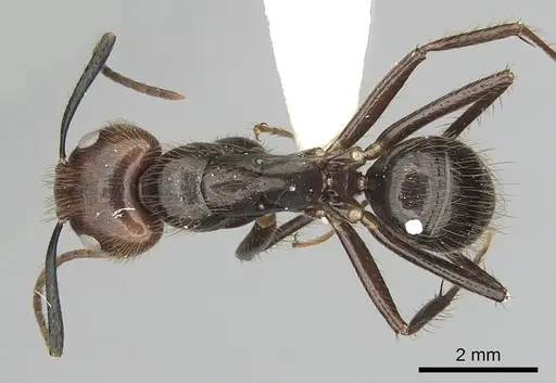 Camponotus bugnioni specimen CASENT0249358 image casent0249358_1
