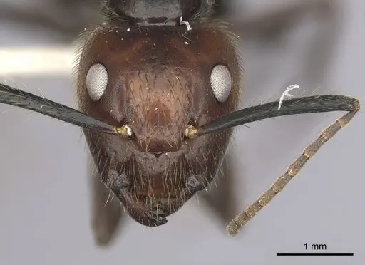 Camponotus bugnioni specimen CASENT0249358 image casent0249358_2