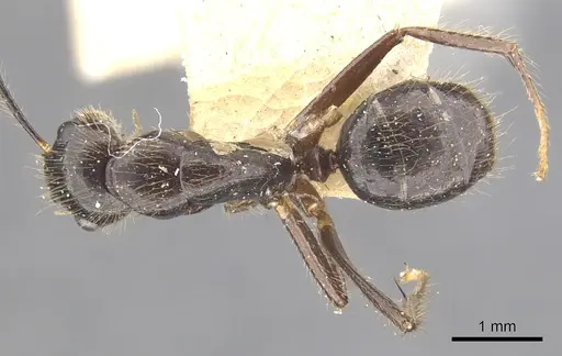 Camponotus bugnioni specimen CASENT0903610 image casent0903610_1