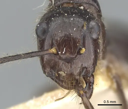 Camponotus bugnioni specimen CASENT0903610 image casent0903610_2