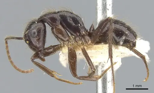 Camponotus bugnioni specimen CASENT0903610 image casent0903610_3