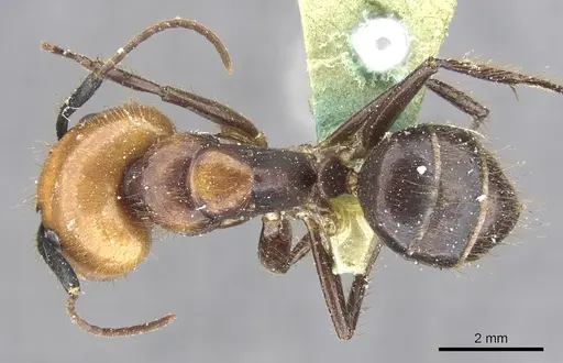 Camponotus bugnioni specimen CASENT0903611 image casent0903611_1