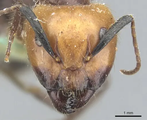 Camponotus bugnioni specimen CASENT0903611 image casent0903611_2