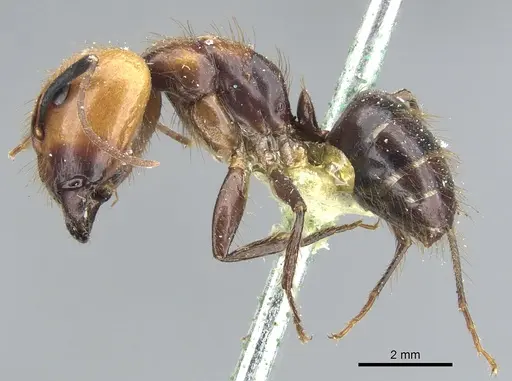 Camponotus bugnioni specimen CASENT0903611 image casent0903611_3