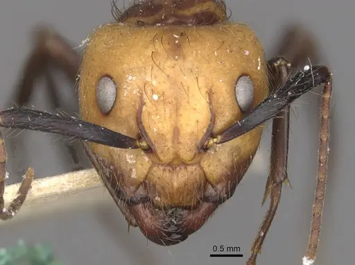 Camponotus bugnioni specimen CASENT0910347 image casent0910347_2