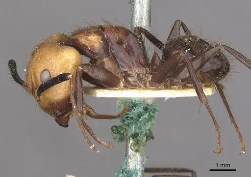 Camponotus bugnioni specimen CASENT0910347 image casent0910347_3