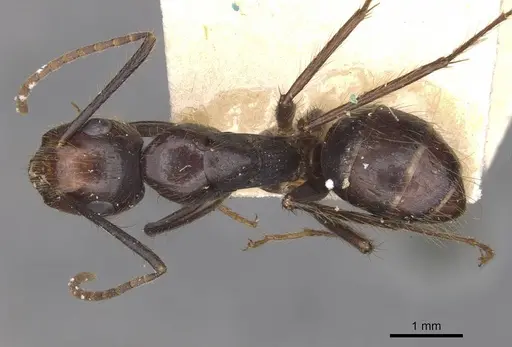 Camponotus bugnioni specimen CASENT0910348 image casent0910348_1