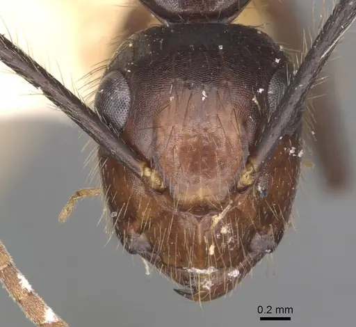 Camponotus bugnioni specimen CASENT0910348 image casent0910348_2