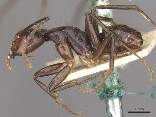 Camponotus bugnioni specimen CASENT0910348 image casent0910348_3