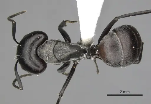 Camponotus burgeoni specimen CASENT0316935 image casent0316935_1