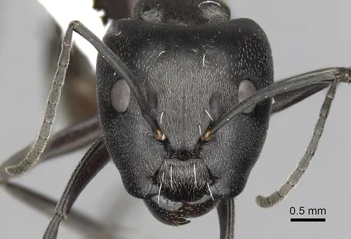 Camponotus burgeoni specimen CASENT0316935 image casent0316935_2